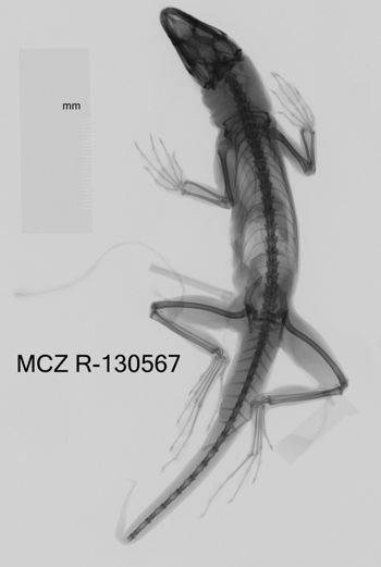 Media type: image;   Herpetology R-130567 Aspect: dorsoventral x-ray